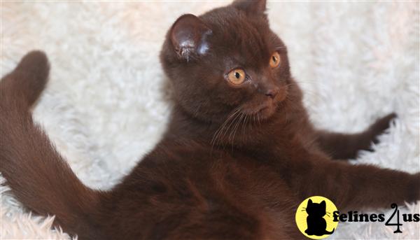 BritishRoyalCats.com Picture 3